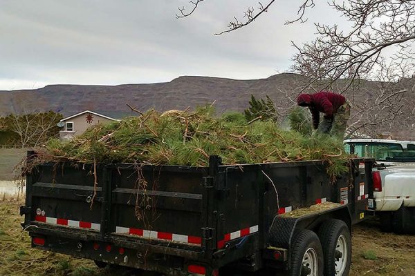 Bush and Branch removal service