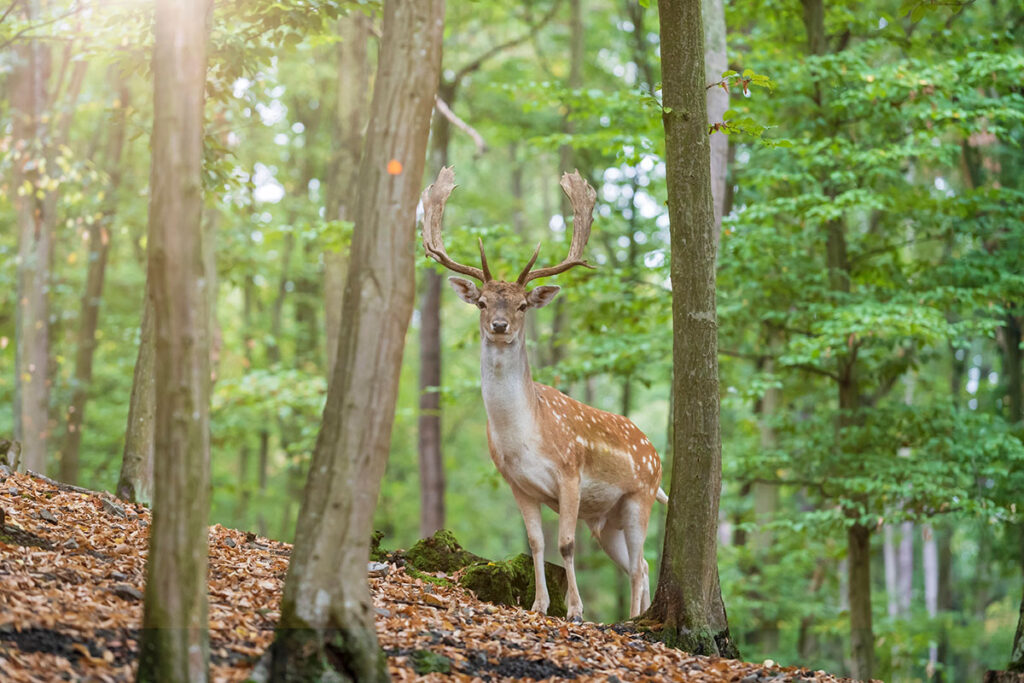 A spotted deer stands among trees in a lush green forest, with sunlight filtering through the leaves. The deer has prominent antlers and gazes directly at the camera.