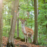 A spotted deer stands among trees in a lush green forest, with sunlight filtering through the leaves. The deer has prominent antlers and gazes directly at the camera.